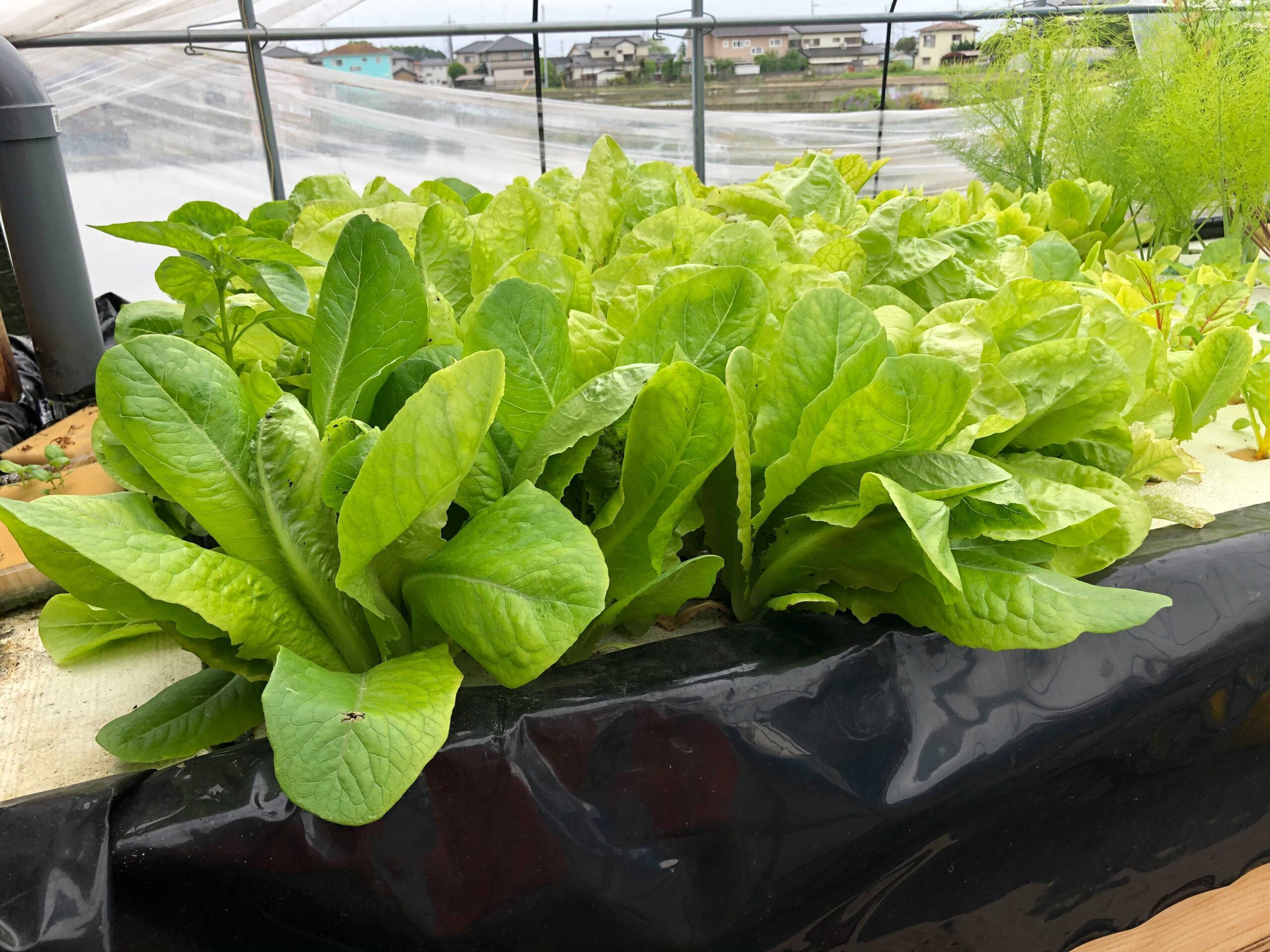 アクアポニックスのための有機栽培技術】化学肥料や農薬を使わない持続