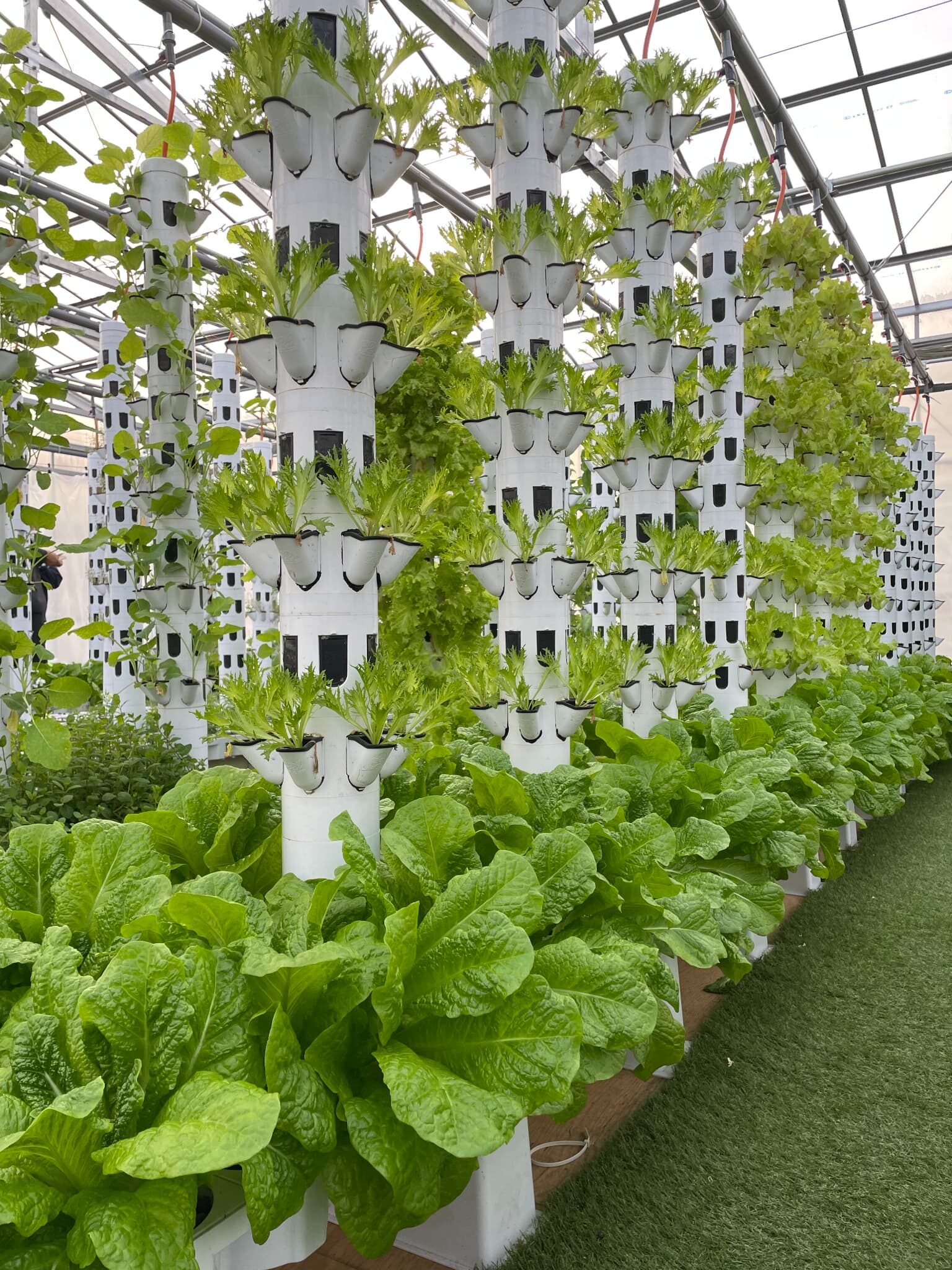 アクアポニックスビジネスモデル】商業的観点からのアクアポニックスの