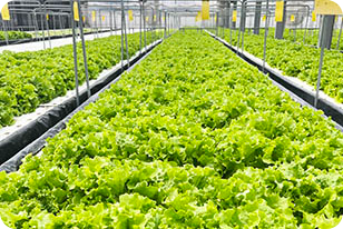 アクポニプラン2