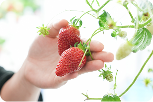 アクポニプラン3