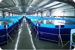 アクポニプラン4