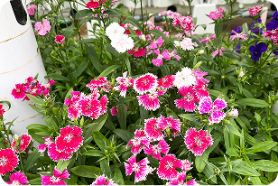 スモールプラン2