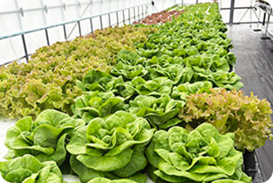 スモールプラン3