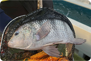 オーダーメイドプラン7