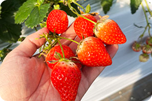 オーダーメイドプラン8